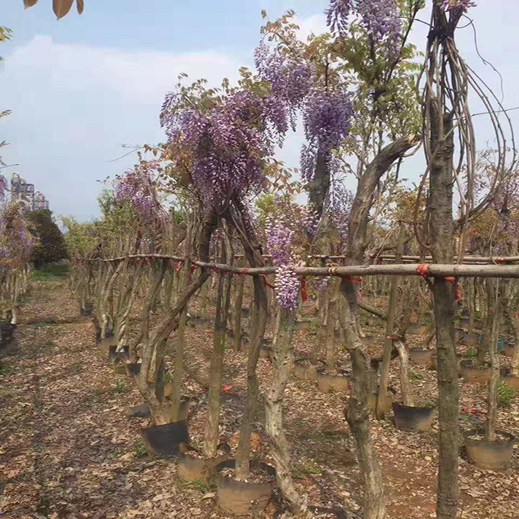 紫藤绿化小苗  出售4公分紫藤 苗圃批发紫藤 湘林苗圃