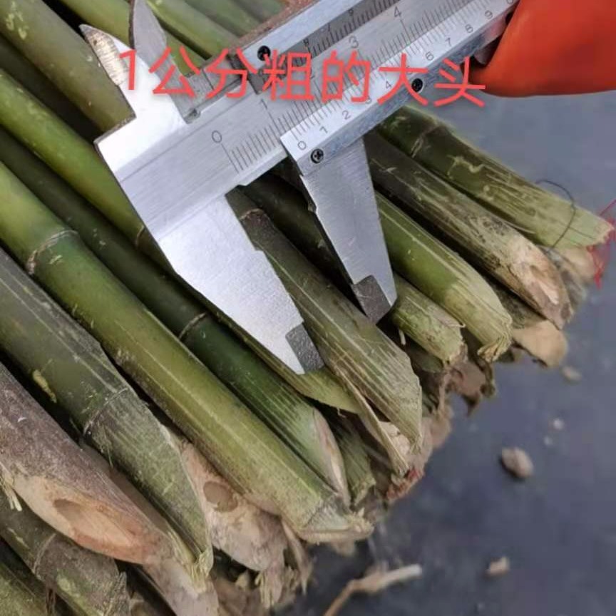 竹竿厂家 1.5米长菜架竹秆 渔业养殖用竹子 长短粗细可定制量大从优