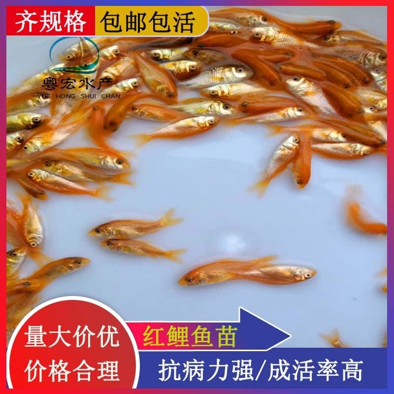 循环水养红鲤鱼苗 哈尔滨荷包红鲤鱼苗淡水养殖