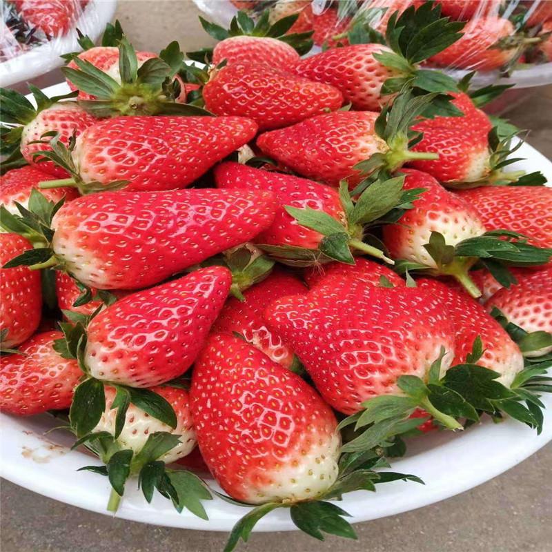 明旭草莓苗大型苗木公司 草莓苗丰产性强 泉诚苗木苗木培育供应