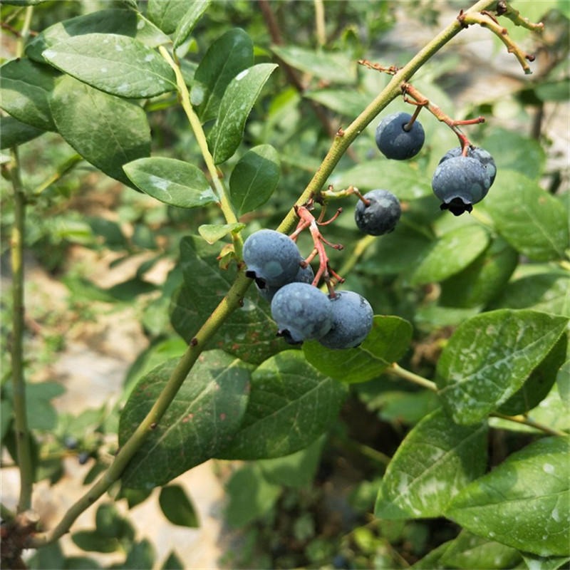 山东泰安钱德勒蓝莓苗基地 兴红农业出售蓝莓苗 销售蓝莓苗