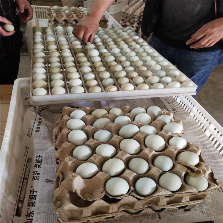 纯种绿壳蛋鸡苗价格 脱温绿壳蛋鸡苗价格 龙翔 纯种土鸡 正宗土鸡