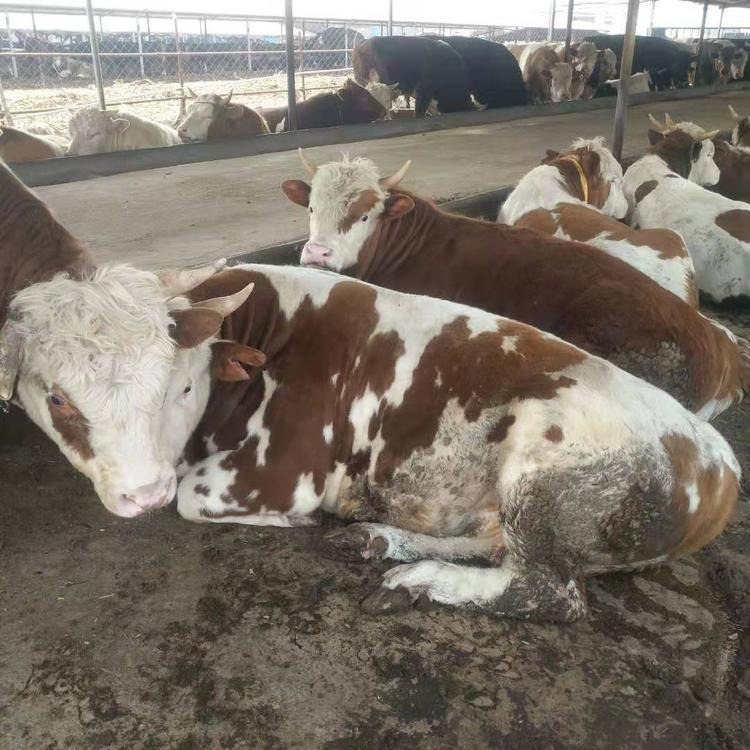 广西西门塔尔牛养殖基地 花牛价格 通凯牧业 小肉牛批发商
