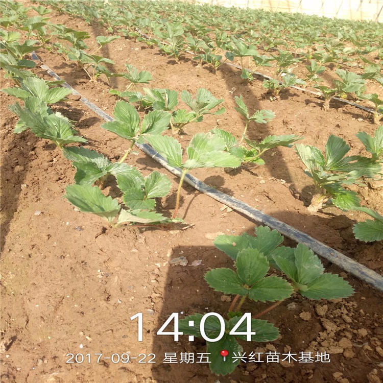 山东草莓生产苗销售厂家 红颜草莓苗价格 2020年草莓苗报价表