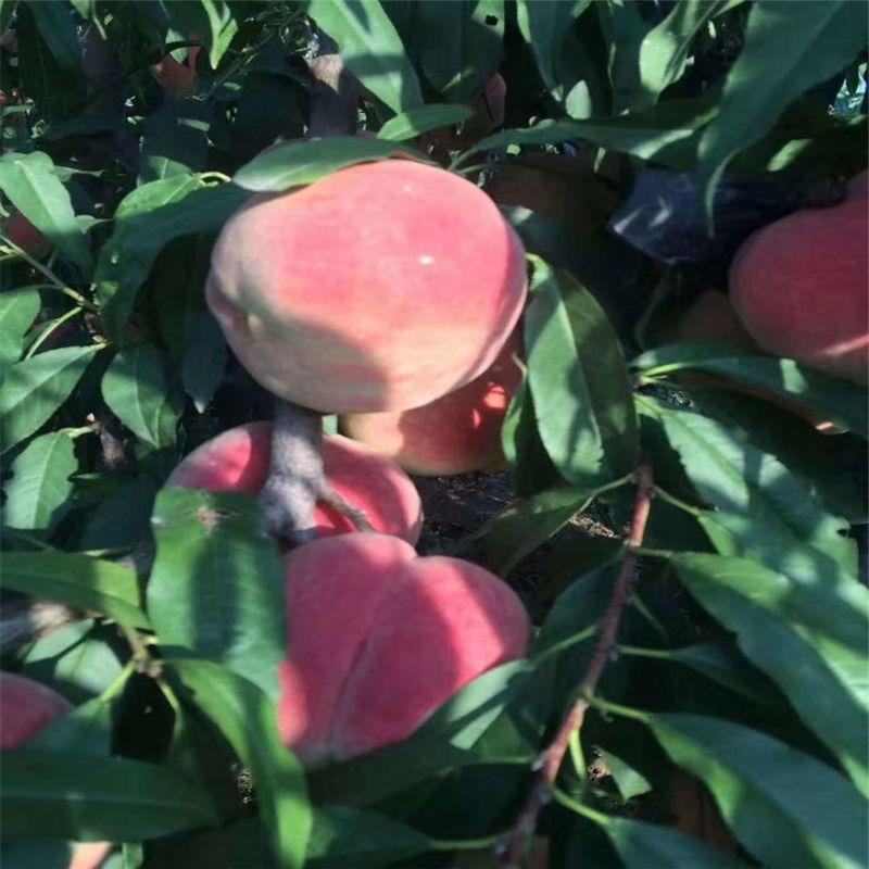 金秋红蜜桃树苗提供种植指导、金秋红蜜桃树苗厂家直销图片