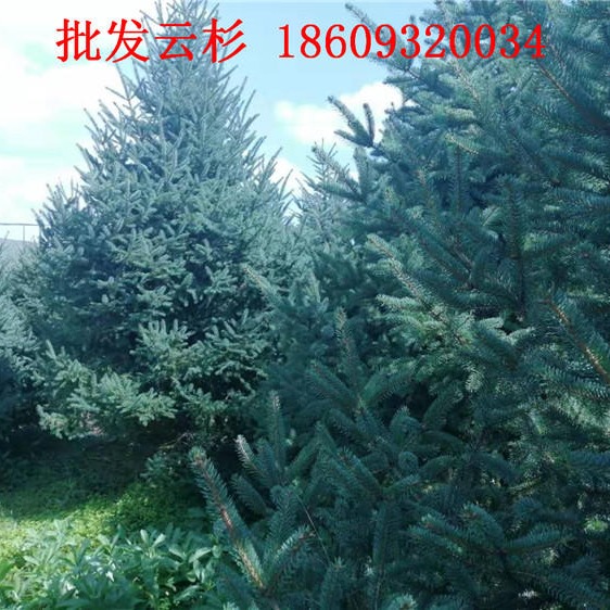 新疆云杉树苗报价-新疆3米3.5米4米云杉批发价格