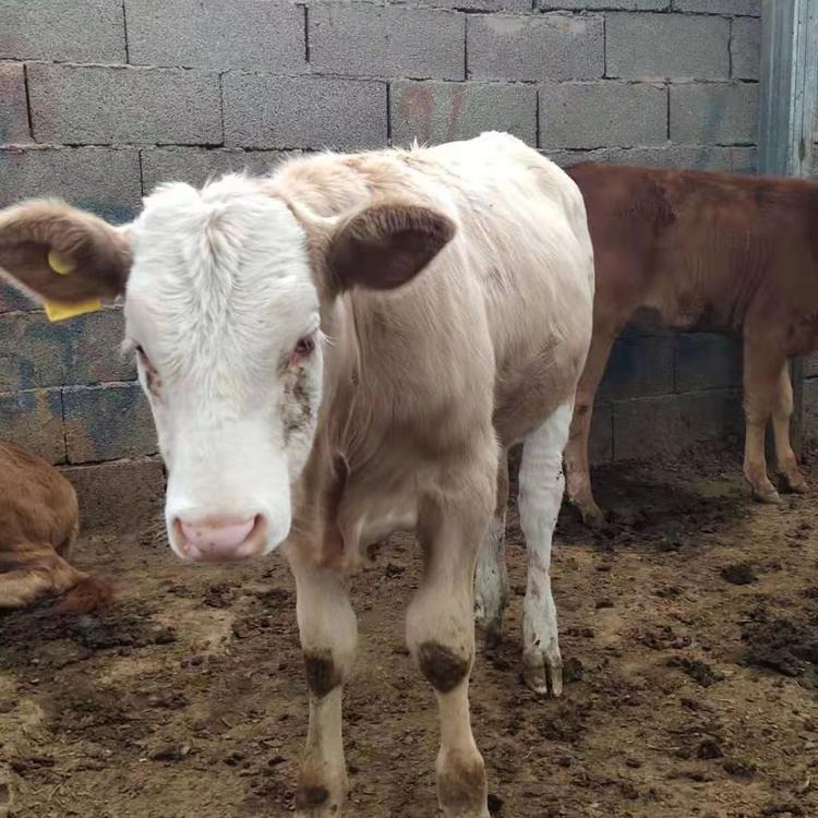 鲁西黄牛犊-利木赞牛犊-种牛犊-改良黄牛-杂交牛犊-龙翔牧业图片