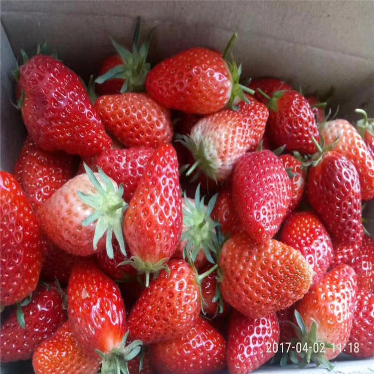 露天种植根系好易成活草莓苗品种 草莓苗价格 出售大量有货脱毒草莓苗