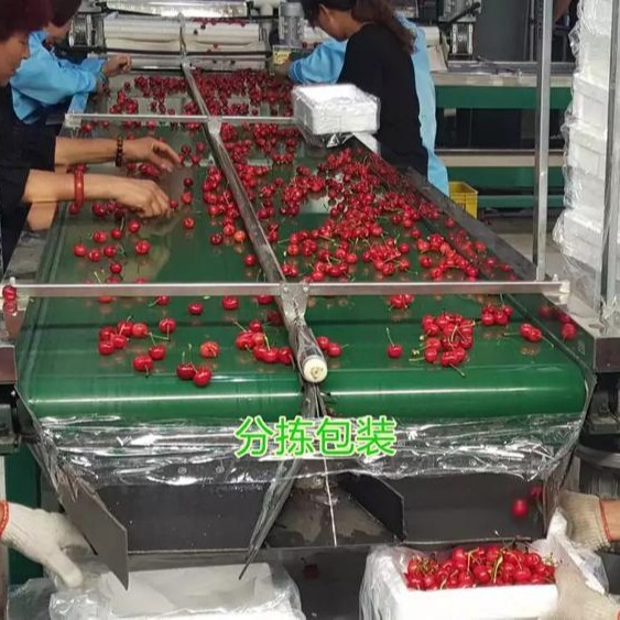 小型樱桃选果机家用 樱桃采后预冷分选机 成套设备-樱桃预冷包装机