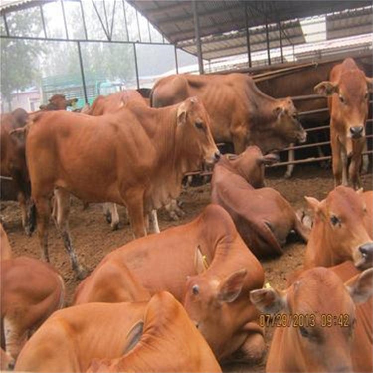 鲁西黄牛厂家供应鲁西黄牛 通凯 适合南方养殖 育肥鲁西黄牛