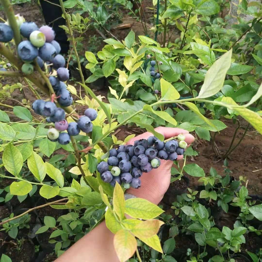 3年蓝莓树苗价格  盆栽蓝莓苗价格  兔眼 黑珍珠 蓝丰 都克 薄雾图片