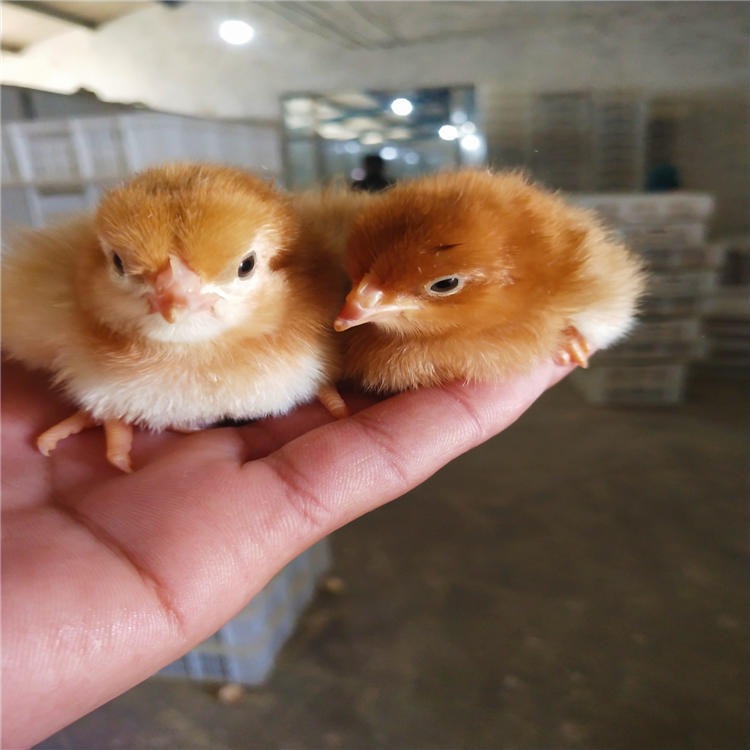 红玉鸡种蛋出售 山东正宗纯种红玉鸡受精种蛋出售 红玉鸡 龙翔图片