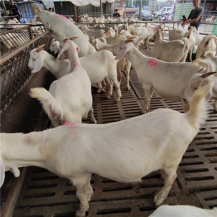 美国白山羊价格 白山羊种羊价格 纯种美国白山羊羊羔养殖基地