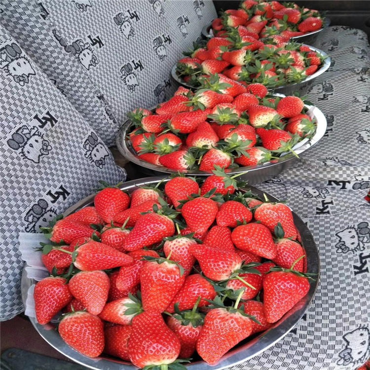 出售隋珠草莓苗苗圃批发 隋珠草莓苗价格优惠 隋珠草莓苗种植方法图片