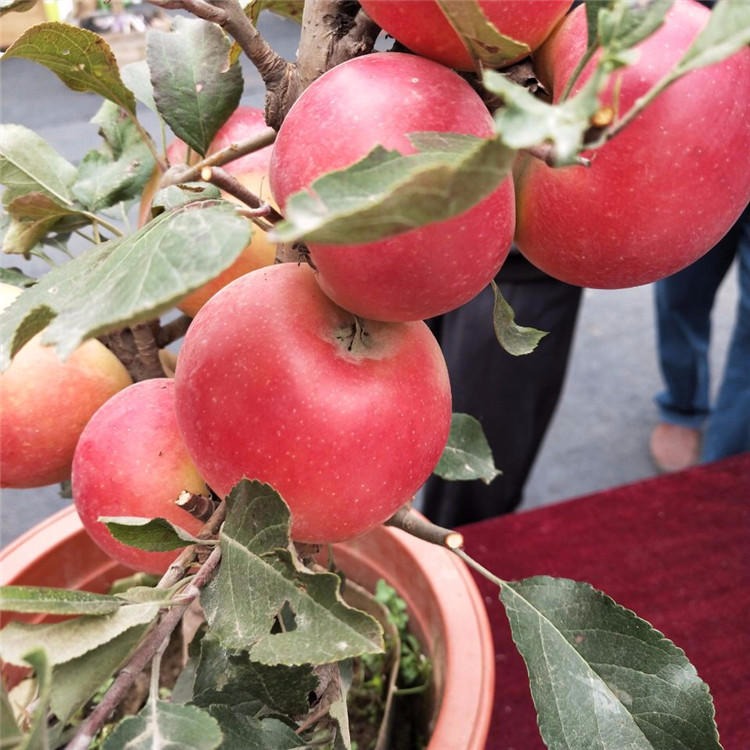 柱状苹果苗品种 种植苹果苗基地价格 苹果成苗多种品种