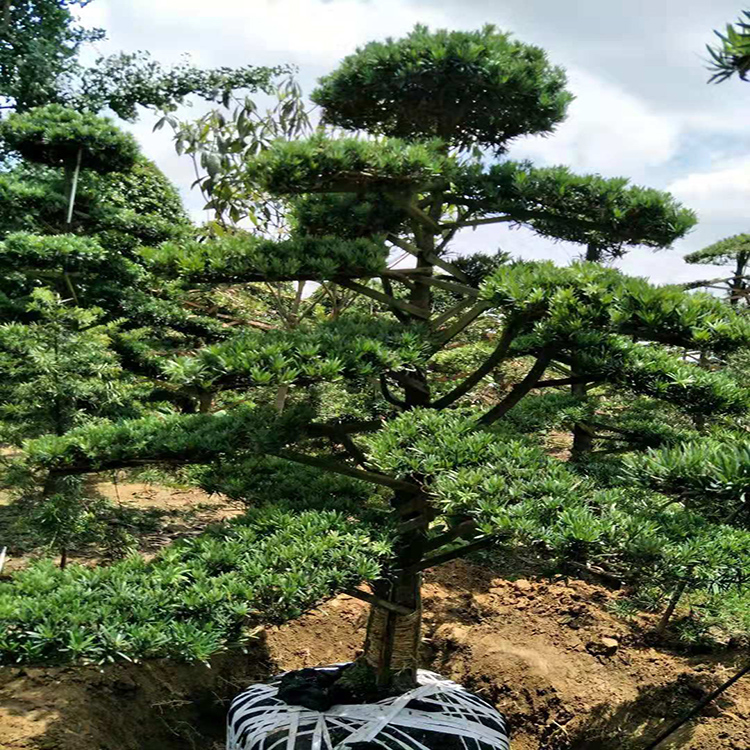 造型罗汉松价格 罗汉松树  日本造型罗汉松  天诚苗圃