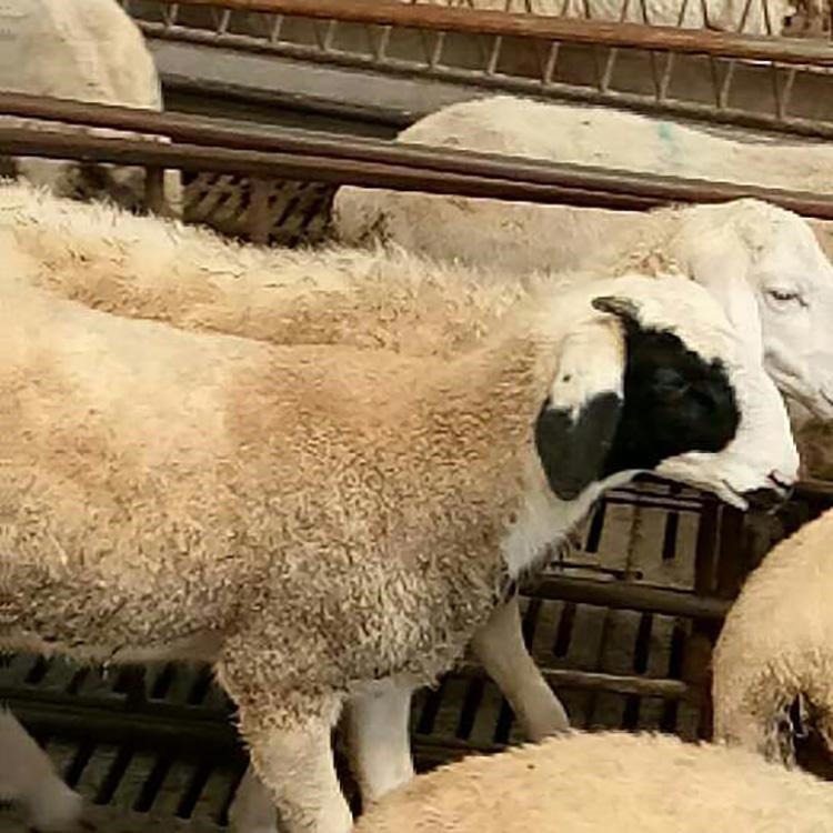 西藏小尾寒羊价格 纯种小尾寒羊苗批发 通凯 30斤羊苗一只价格