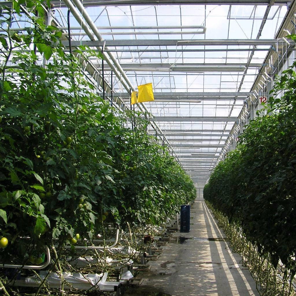 玻璃无土栽培温室 无土栽培种植温室厂家 水培营养液蔬菜 鑫泽农业温室公司
