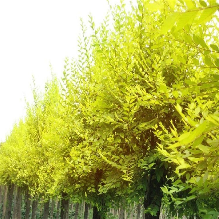 品农诚信质保金叶榆种子籽播绿化彩叶树种树籽纯度高发芽率好图片