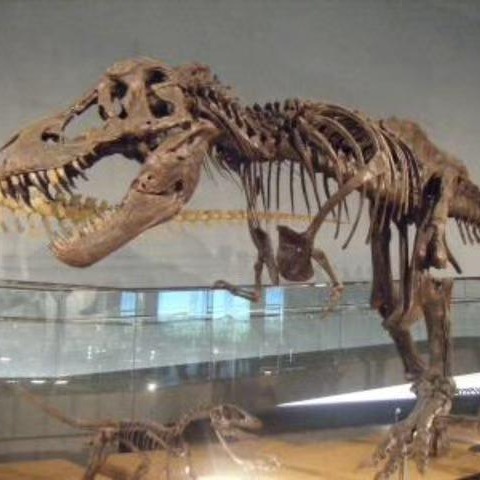 仿真恐龙骨架 恐龙化石 侏罗纪恐龙化石模型