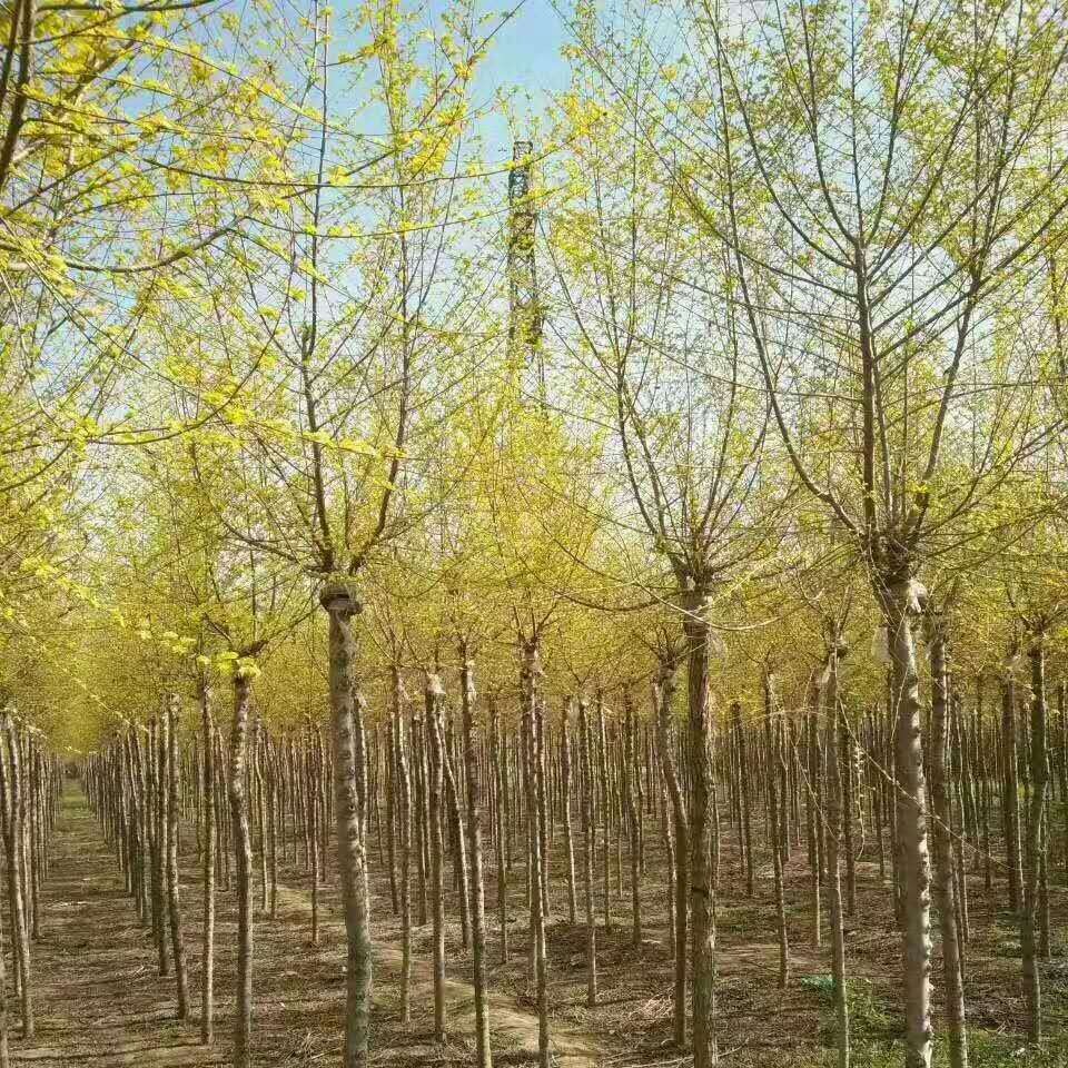基地供应 彩叶树种 5-6公分金叶榆小苗  金叶榆价格 2.2米高杆嫁接 自产自销