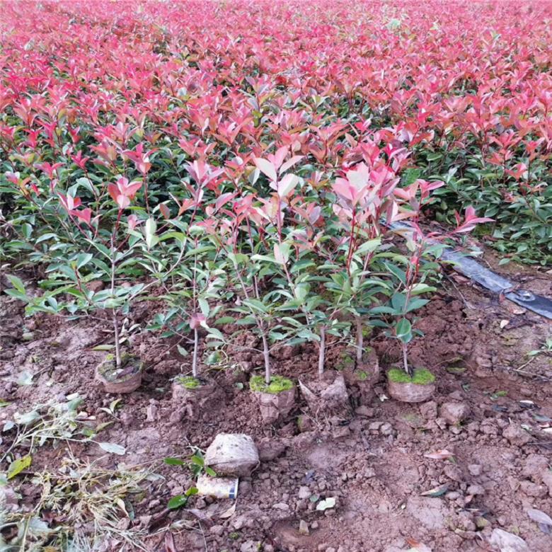 渭南红叶石楠树苗新品种红叶石楠