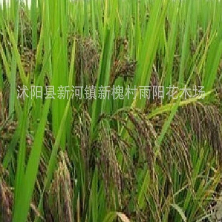 正宗黑糯米稻谷种子 高产黑粳米香米秦稻二号 500克 送资图片
