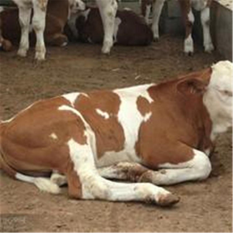 学习养牛技术 通凯牧业 江西高安肉牛养殖场图片