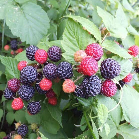 当年结果树莓苗批发 1公分双季红树莓苗价格 野生树莓苗南北方适宜种植图片