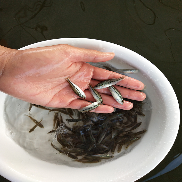 中渔水产 鲈鱼苗 3-4厘米鲈鱼 欢迎咨询