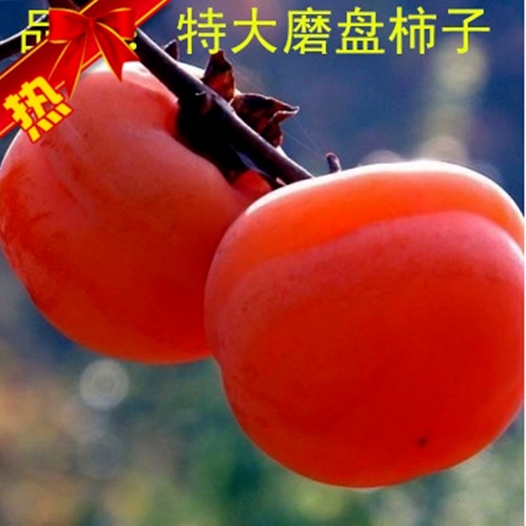 批发甜柿苗   农业基地甜脆柿子苗      出售粗度1公分以上甜柿苗   甜脆柿子苗
