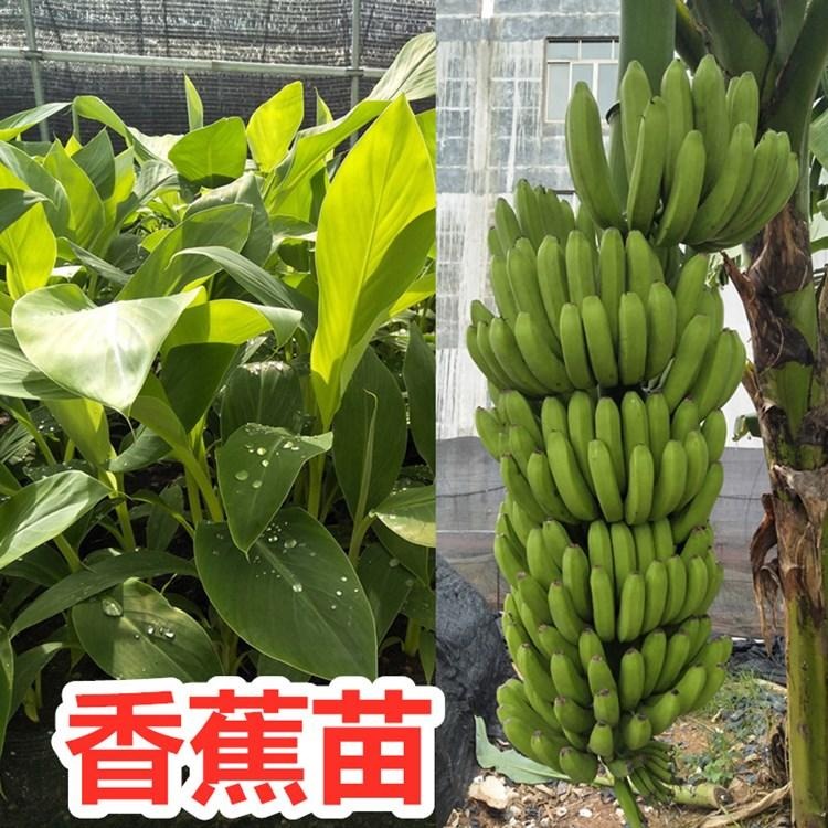 香蕉树苗   矮化蕉苗  粉蕉苗  皇帝蕉苗  香蕉苗苗红图片