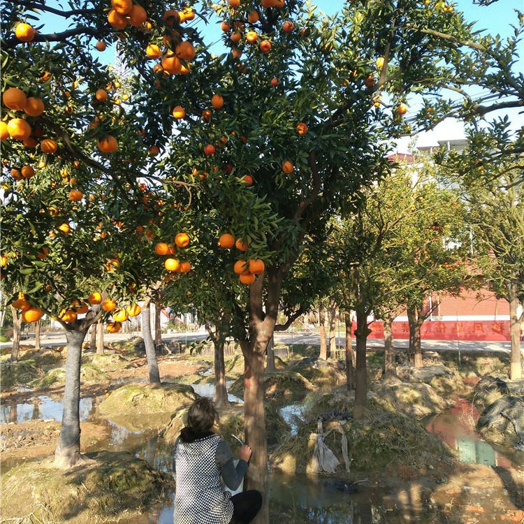 脐橙果树批发商 庭院绿化 15公分 20公分大脐橙树 千喜苗木实惠便宜图片