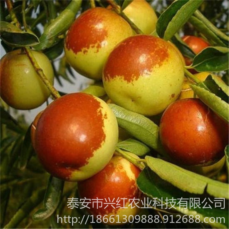 大青枣树苗南北方种植当年结果地栽盆栽庭院品种多样图片