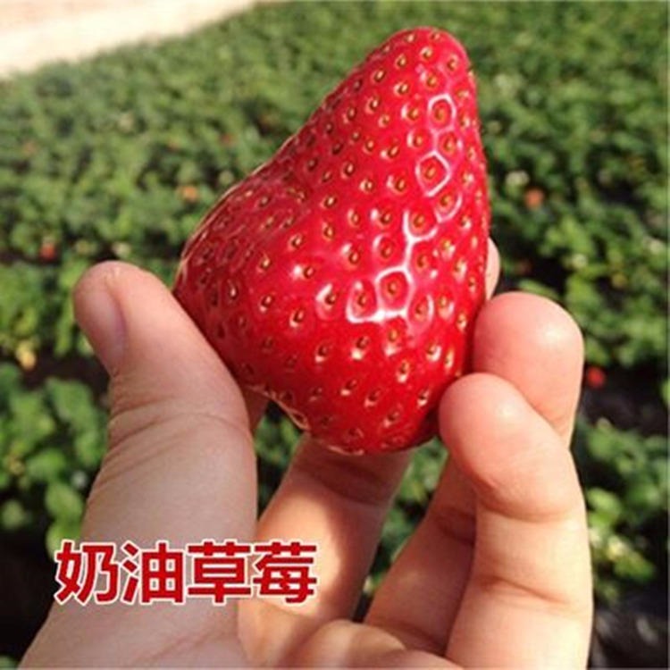 适合南北方种植天仙醉草莓 红袖添香草莓 抗旱抗涝 保证成活率图片