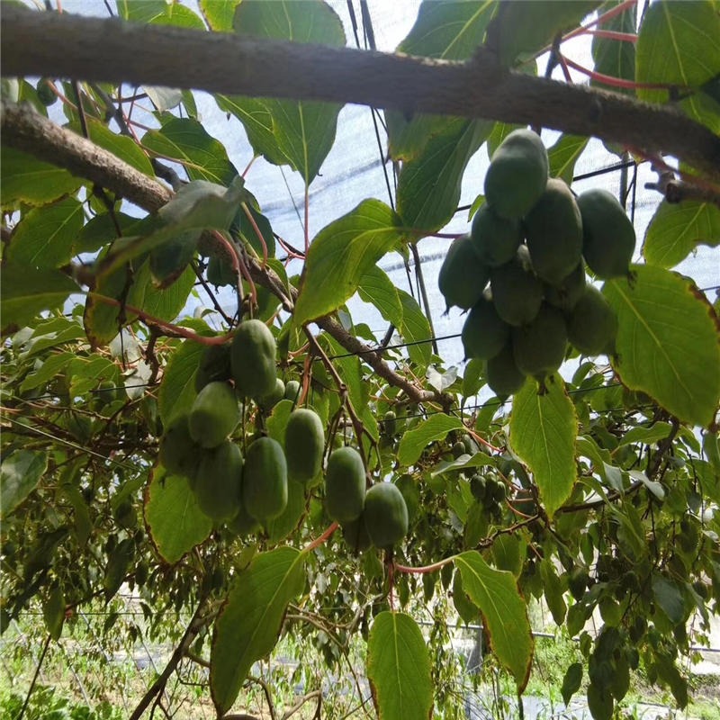 兴红农业基地出售品种多样猕猴桃苗 南北方种植软枣猕猴桃量大价优