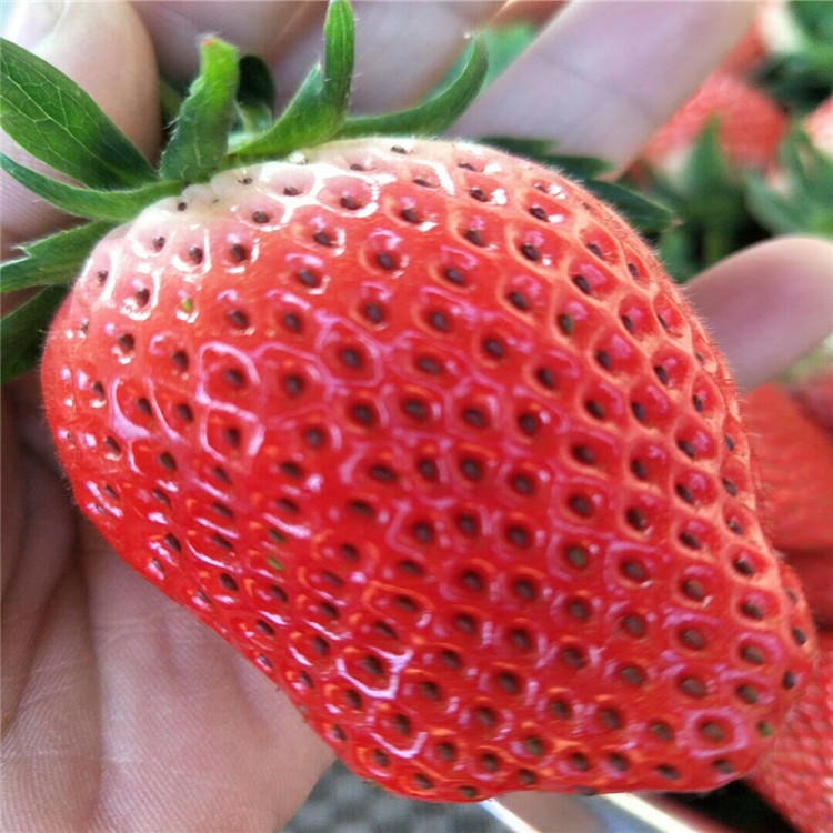 山东草莓苗种植基地 草莓苗价格便宜成活率高 丰香草莓苗价格