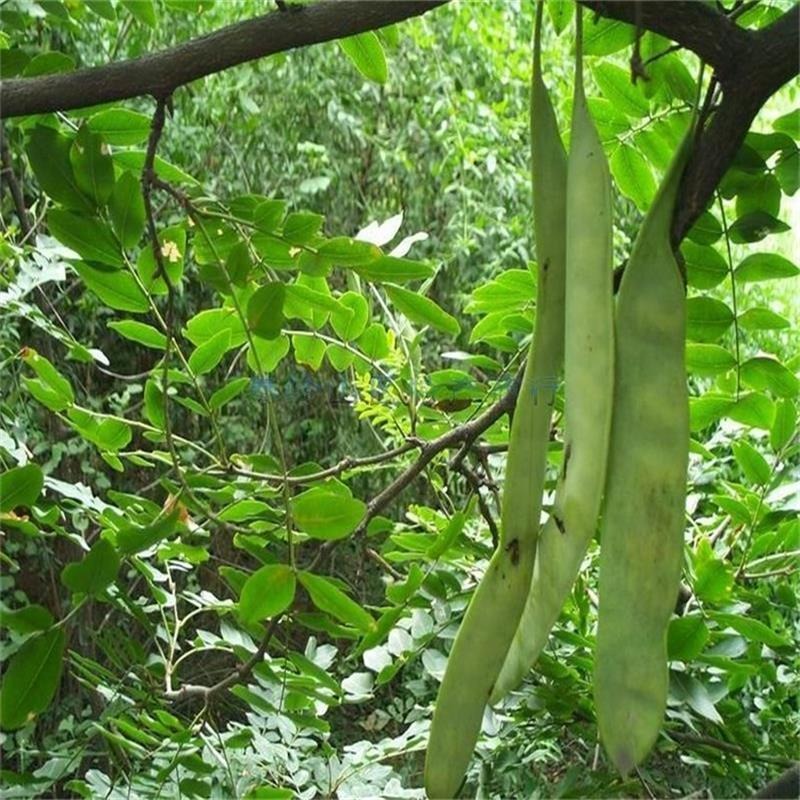 3公分皂角树 1公分大刺皂角树苗批发 1米皂角小苗 皂角种子
