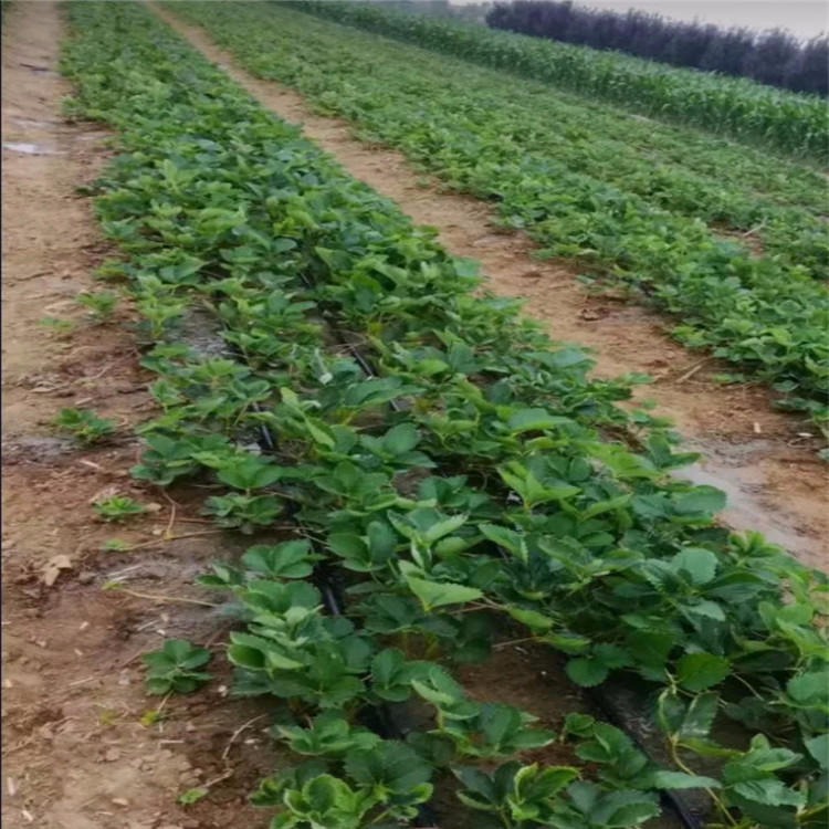 美香莎草莓苗价格 全明星草莓苗品种多样 适合南北方种植