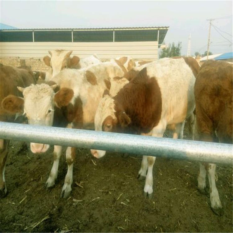 山东肉牛价格前景 山东肉牛养殖场 山东肉牛报价 山东肉牛出售 通凯养殖场图片