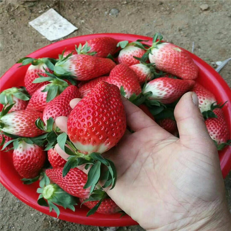 甜宝草莓小苗厂家直销 甜宝草莓苗种植 甜宝草莓苗适合采摘图片
