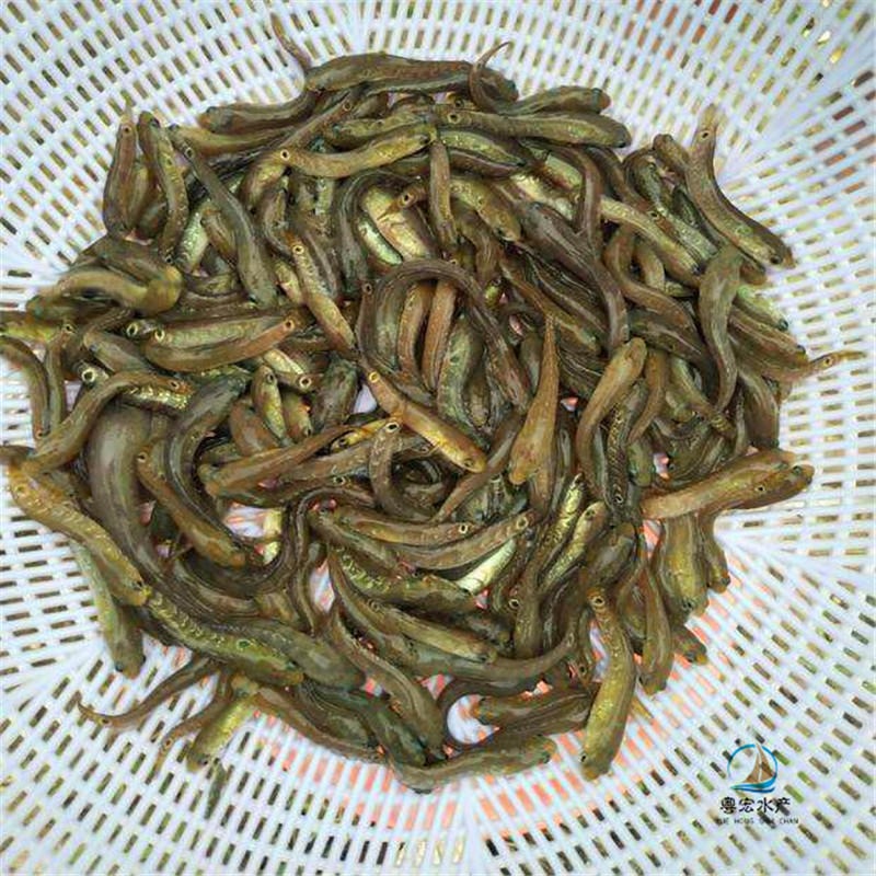 新疆出售七星鱼苗 纯种花星鱼苗 山斑鱼苗 月鳢鱼苗池塘养殖