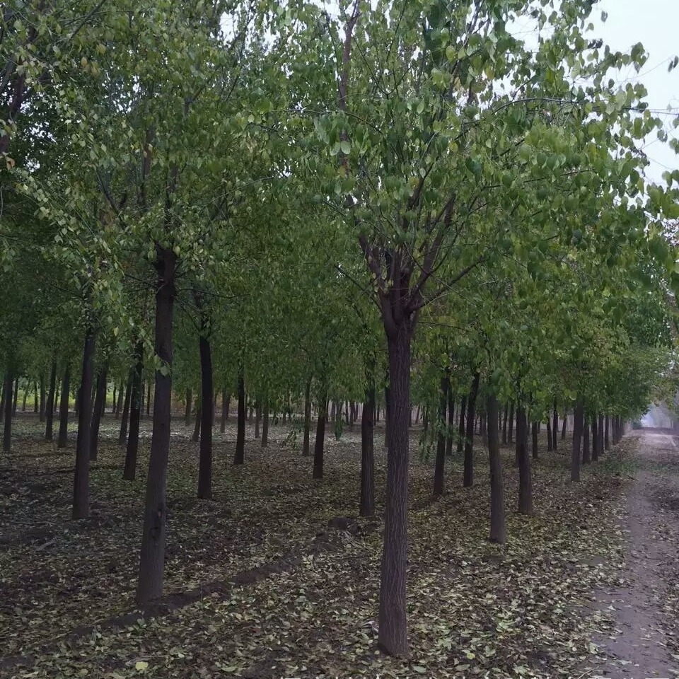 基地直销 行道树 8-12公分丝棉木 丝绵木价格 耐寒树种 保定地锦苗木批发