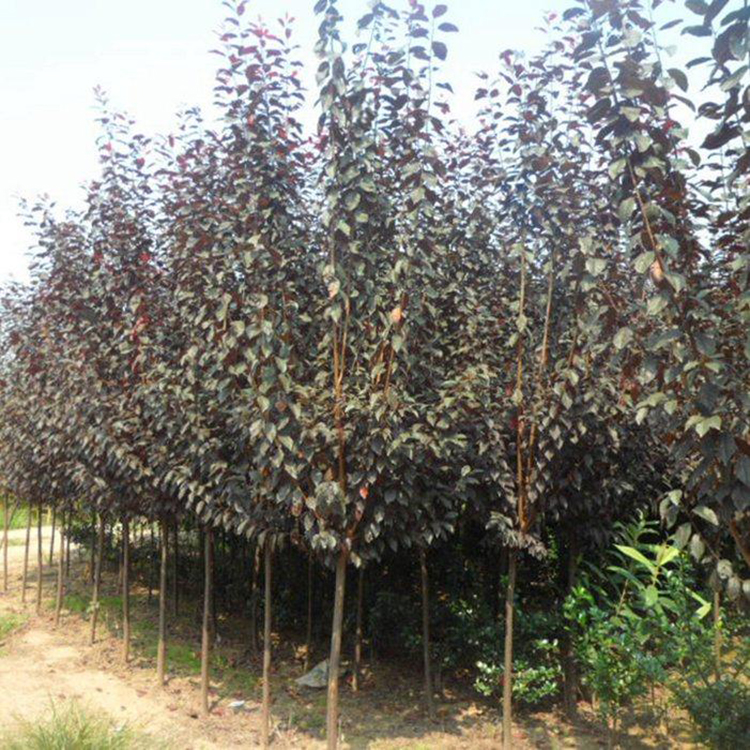 8公分紫叶李 生产出售 植物紫叶李 产地直销 单干红叶李 湘林苗圃