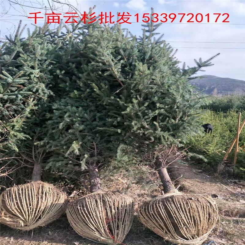 青海海东地区云杉 绿森苗木 3米云杉批发低价 供求信息 
