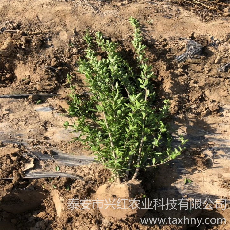 新品种泰山红石榴苗 突尼斯软籽石榴苗 大青皮石榴树苗品种多图片