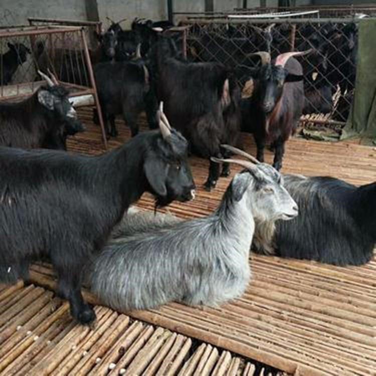 新疆山羊养殖基地 通凯 新疆山羊价格 新疆山羊厂家 波尔羊图片