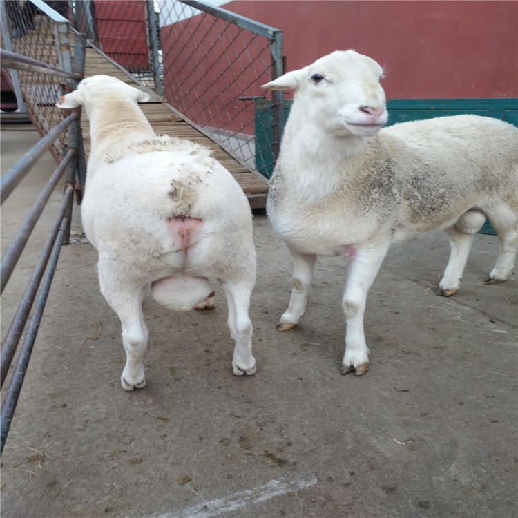 纯种杜泊羊价格 怀孕杜泊羊 白头杜泊羊羊羔 龙翔养殖