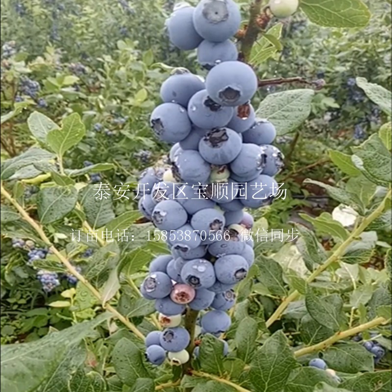 蓝莓苗亩产量哪卖的蓝莓苗好2018年蓝莓苗价格
