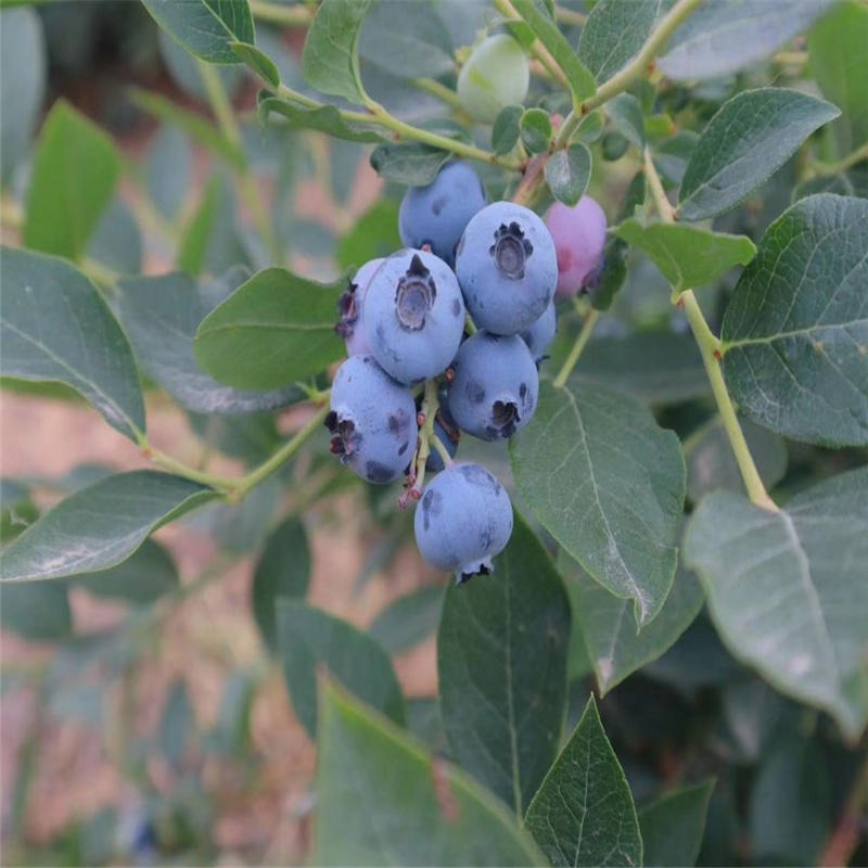 山东泰安绿宝石蓝莓苗基地 兴红农业出售蓝莓苗 蓝莓苗出售